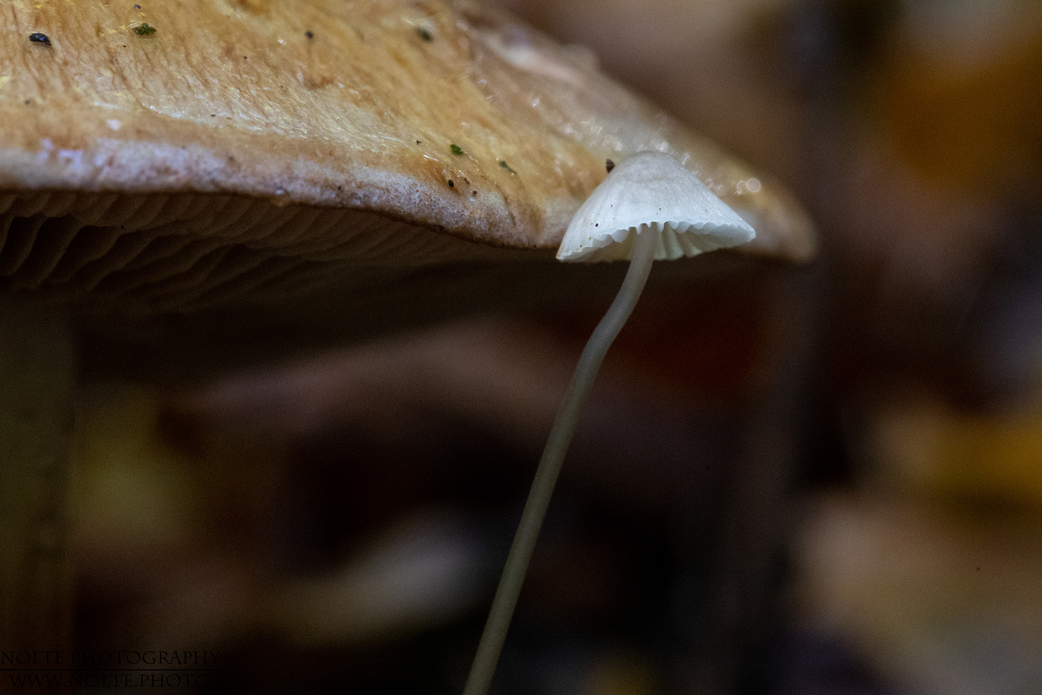 Wer lehnt sich hier an wen an?